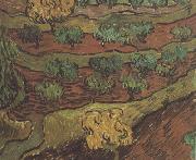 Vincent Van Gogh Olive Trees against a Slope of a Hill (nn04) painting
